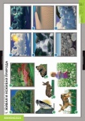 Комплект таблиц "Летние и осенние изменения в природе" (13 таблиц + 32 карточки)