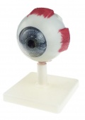 Модель "Глаз человека" (лабораторная)
