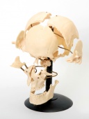 Модель "Кости черепа" (смонтированный на одной подставке)