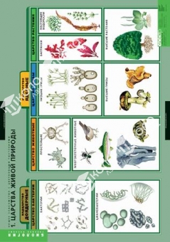 Комплект таблиц "Растения и окружающая среда" (7 шт.)