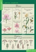 Комплект таблиц "Биология 6 класс Растения, грибы, лишайники" (14 шт.)