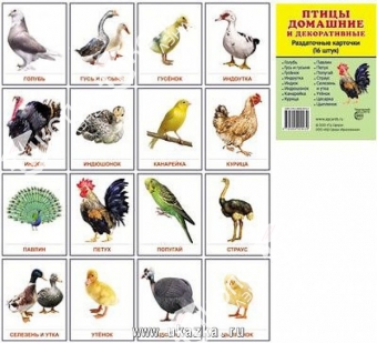 Комплект таблиц "Птицы домашние, дикие, декоративные" (15 шт. 400х600 мм.)