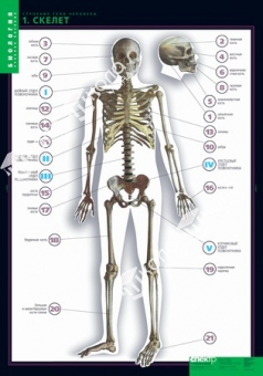 Комплект таблиц "Строение тела человека" (10 шт.+ 80 карточек)