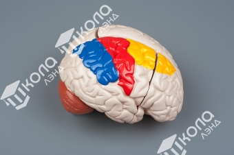 Модель "Мозг в разрезе" (раскрашенный)
